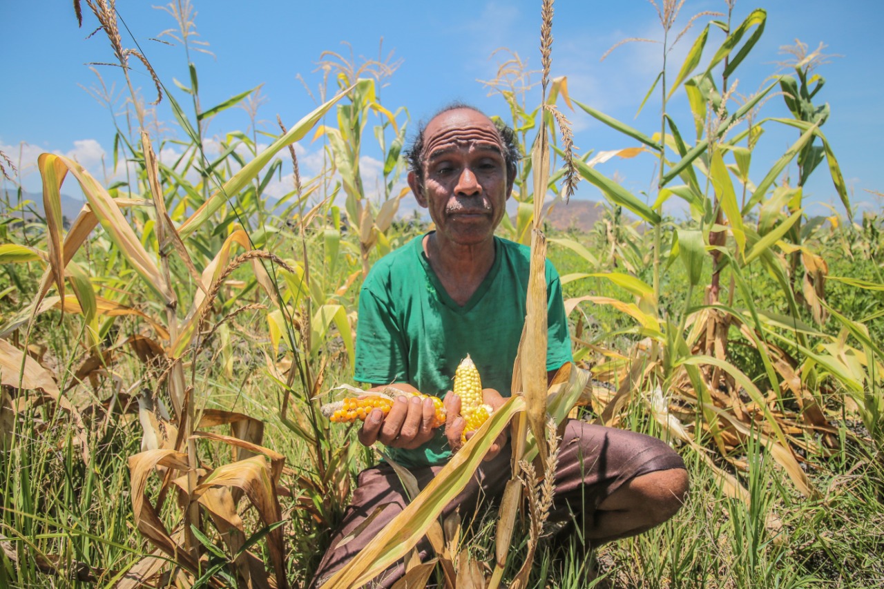 Petani: Diagungkan dalam Ucapan, Didustakan dalam Tindakan